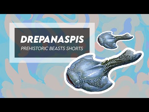 Drepanaspis - Frying Pan-Shaped Fish