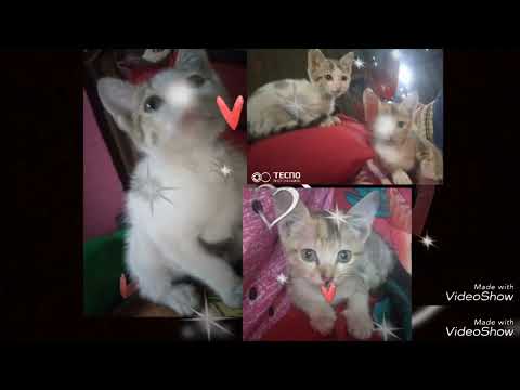 my.cat. ❤😘😇😍💕👍✌