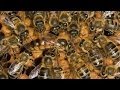 Can Honey Bees Detect Cancer?