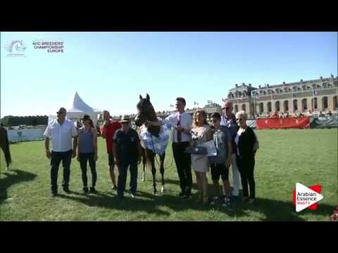 SILVER - N.78 RADJAH DE CARTHEREY - Chantilly 2016 ABCE - Colts Championship (Class 15)