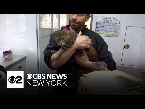 Hundreds of cats missing after Long Island Happy Cat Sanctuary fire