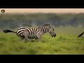 Angry Zebra Attack Cheetah Prey Deadly Fights
