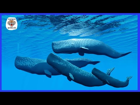 The Incredible Sound of a Sperm Whale - Sound ON! - Animal Massive