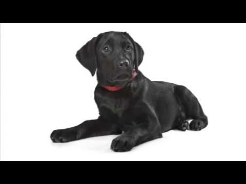 The adventures of Raiku and Ansem- The Dog