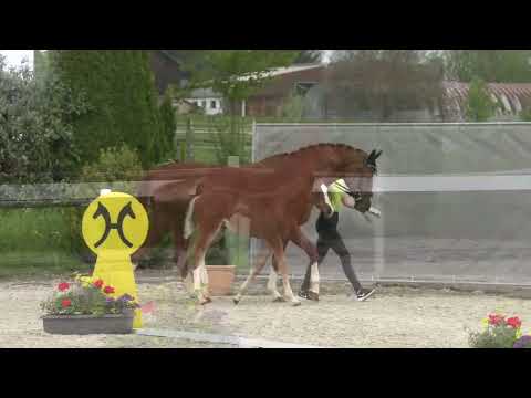 HF Von und Zu   Quasar de Charr