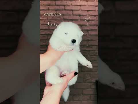 Samoyed puppy for sale