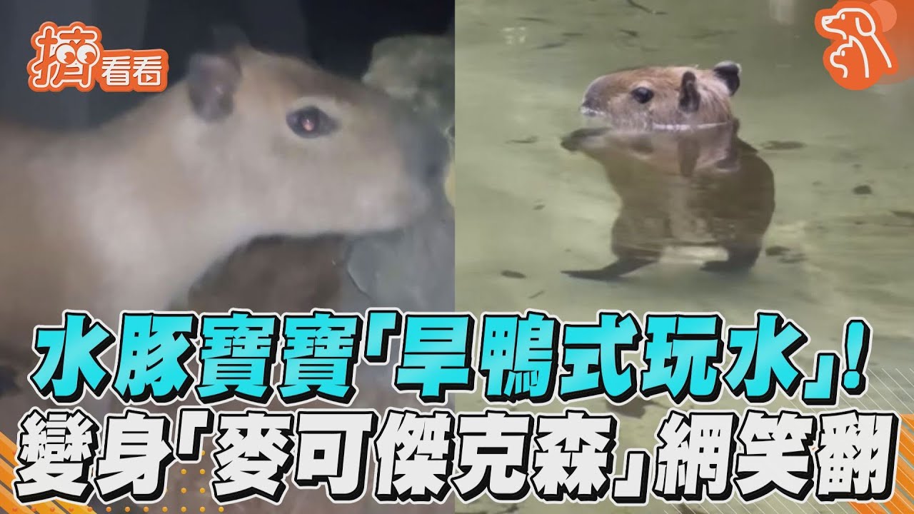 影音/水豚寶寶「旱鴨式玩水」! 變身「麥可傑克森」網笑翻