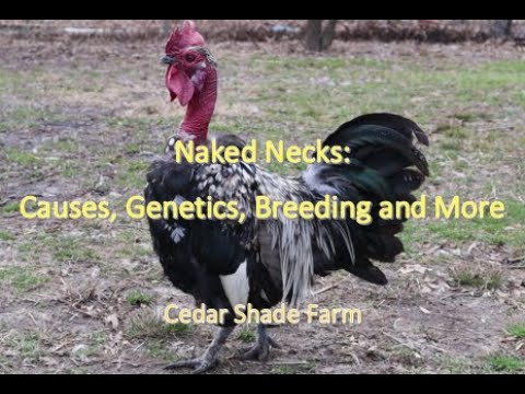 Naked Neck Chickens — genetics, breeding