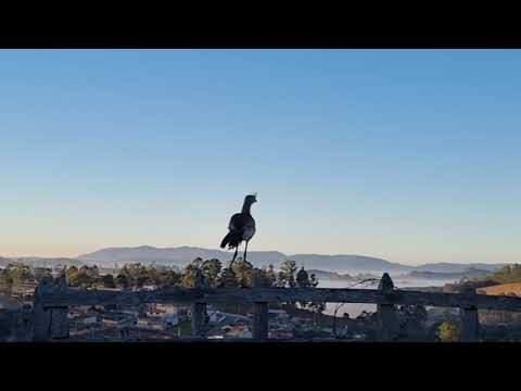 Seriema contemplando parte da cidade de Resende Costa, MG,  com a Serra de São José em Tiradentes.