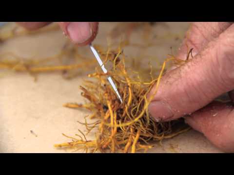 Rhizome and root propagation of goldenseal