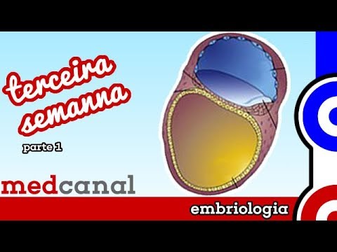 Terceira Semana (Parte 1) | EMBRIOLOGIA 3