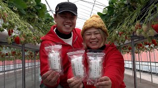 1月13日【びわ湖放送ニュース】１月１５日の「いちごの日」を前に 愛荘町産いちごの飴菓子が誕生