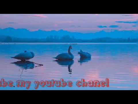 Ducks and cute dogs videos