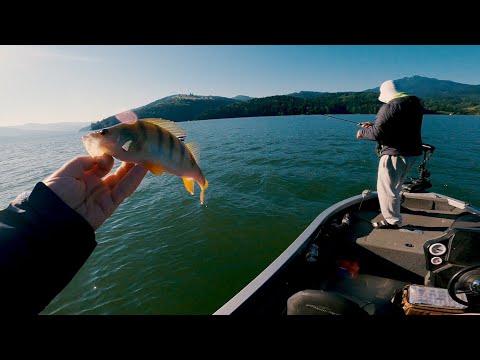 La pescuit de Salau si Biban in August 2025 | Bicaz Izvorul Muntelui