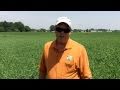 Using oats as a nurse crop starting alfalfa