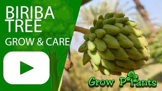 Biriba tree - grow & care (Rollinia deliciosa)