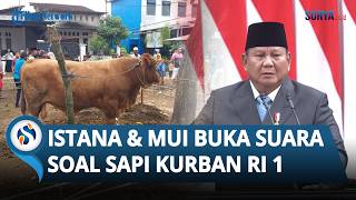 Heboh Sapi Kurban Presiden Pakai APBN Rp100 M, Begini Kata Istana dan MUI
