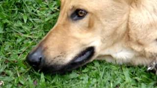 Dog training: Bark on command, fetch, sit pretty, play dead