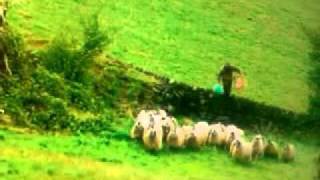 preview picture of video 'Four lions. Hilarious bomb kills sheep sheffield'