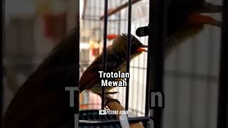 Download lagu KONIN TROTOL FULL MEWAH‼️ #konin mp3 Download lagu KONIN TROTOL FULL MEWAH‼️ #konin mp3