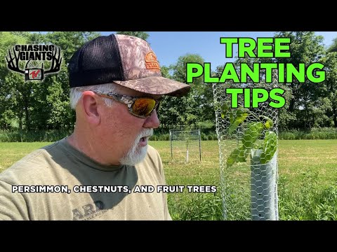 Chasing Giants TV - Protecting Persimmon & Chestnut Trees - Deer Browse | Don Higgins’ Orchard Tips