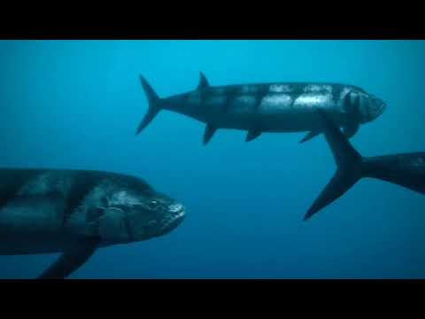 Prehistoric planet Xiphactinus and Hesperornis In the Bait ball and Turns on it