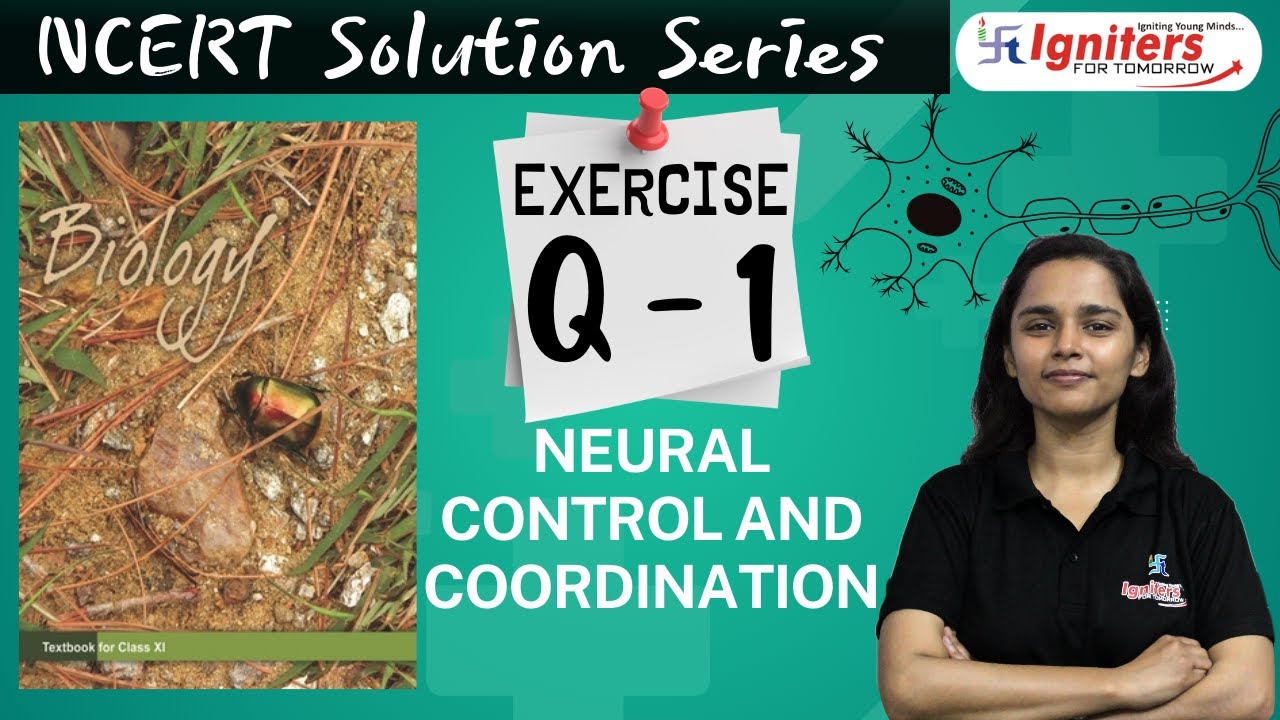 Exercise Q.1 - Neural Control and Coordination | Class 11 | NCERT Solution Series | BIOLOGY