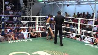 Download Lagu Phalungpetch (Tiger Muay Thai) wins on points @ Bangla Thai boxing stadium jan 16th Thumbnail