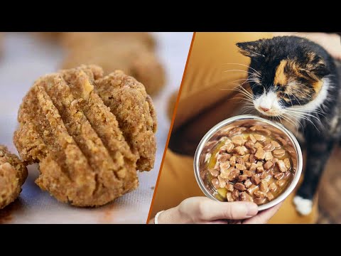 Cat Treats vs. Cat Food: What's the Best Choice for Your Feline Friend?