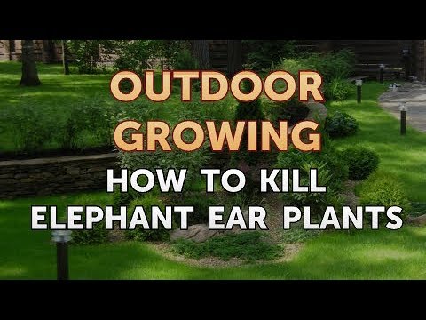 Will Salt or Vinegar Kill Bamboo