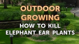 How to Kill Elephant Ear Plants