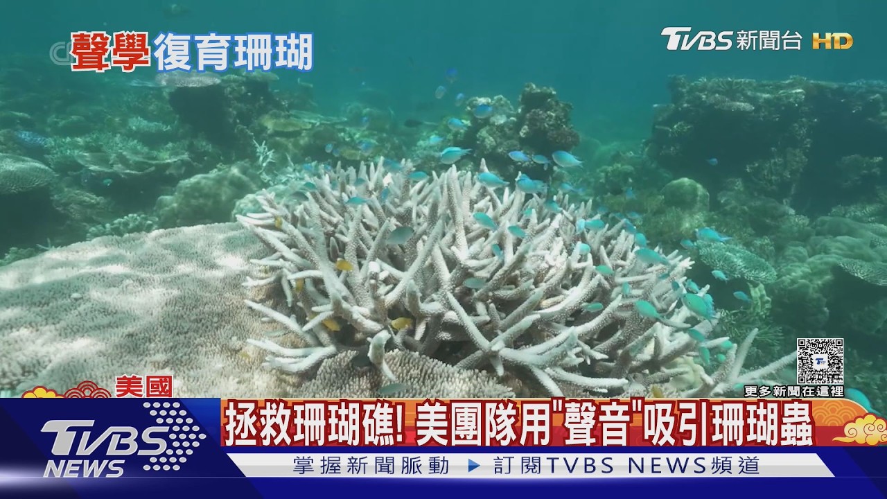 海底播「珊瑚交響樂」能復育?美團隊實測結果令人振奮