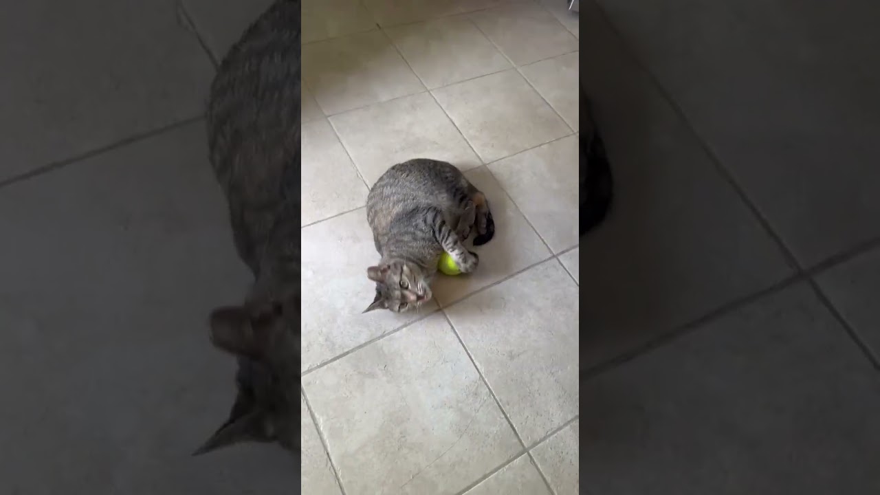 Holly the Tabby Cat , a ADOPTABLE Domestic Short Hair in Fairfax, VA video 6/6
