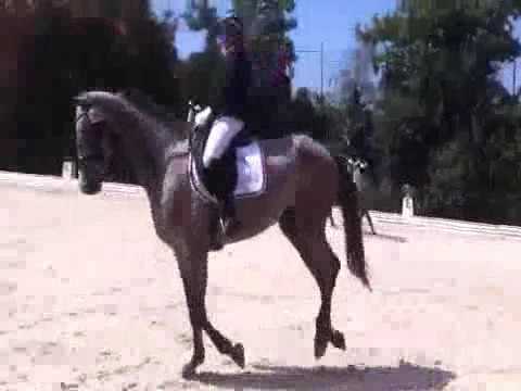 TH Daisy Holsteiner Stute von Camposanto x Barnaul xx FOR Sale