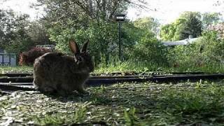 preview picture of video 'Worm's Eye View of Backyard Wildlife'