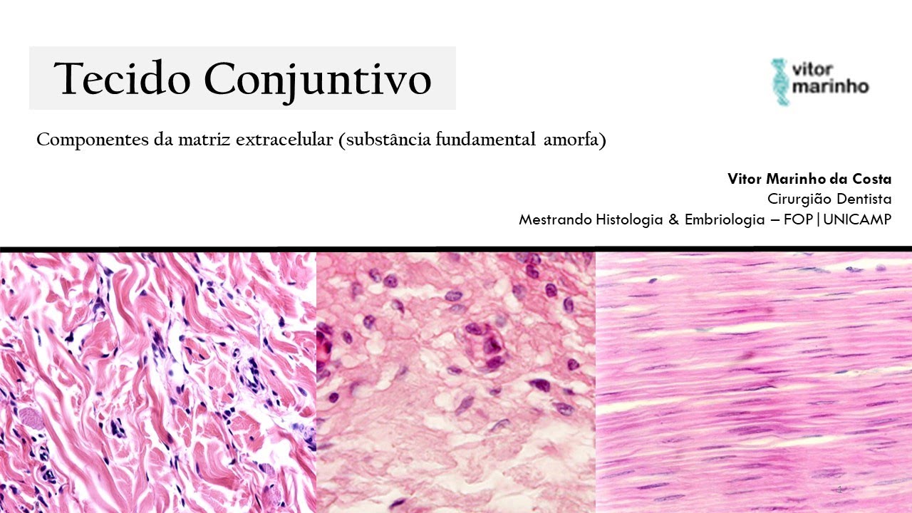 Componentes da matriz extracelular (substância fundamental amorfa)