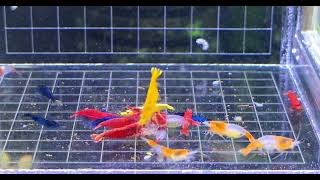 Neocaridina Davidi - mix barev