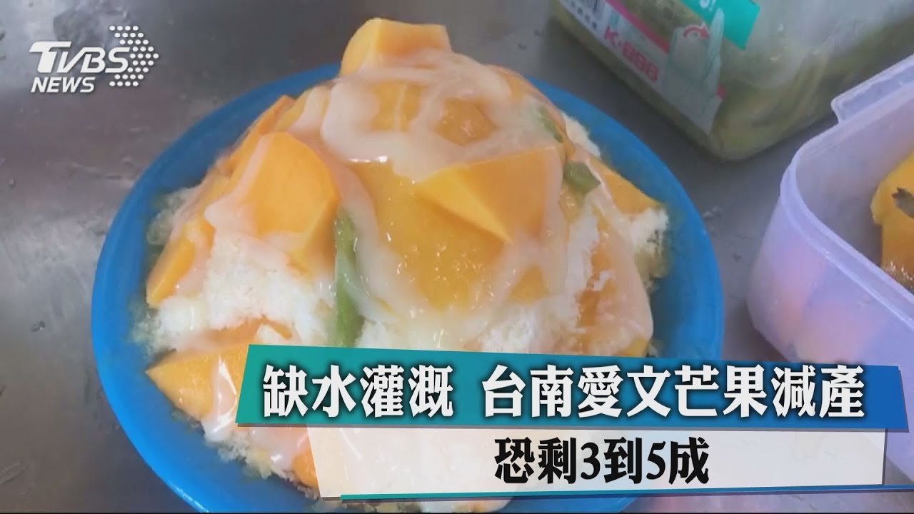 缺水灌溉 台南愛文芒果減產恐剩3到5成
