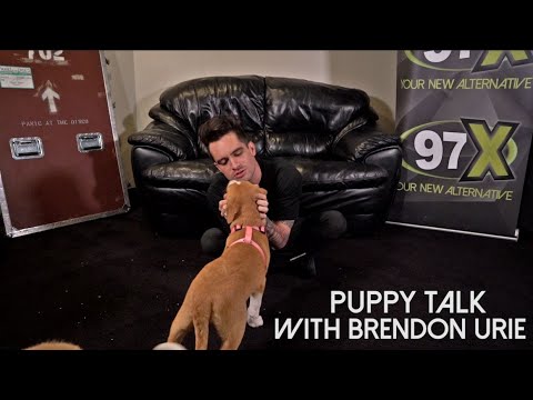 Brendon Urie plays with puppies while answering questions with 97X
