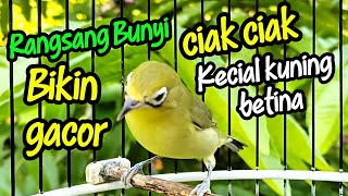 Download lagu Ciak ciak kecial kuning betina ampuh rangsang bunyi bikin gacor mp3 Download lagu Ciak ciak kecial kuning betina ampuh rangsang bunyi bikin gacor mp3