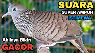 Download lagu Perkutut Lokal Gacor Suara Besar Pancingan Burung Perkutut Agar Cepat Bunyi. mp3 Download lagu Perkutut Lokal Gacor Suara Besar Pancingan Burung Perkutut Agar Cepat Bunyi. mp3