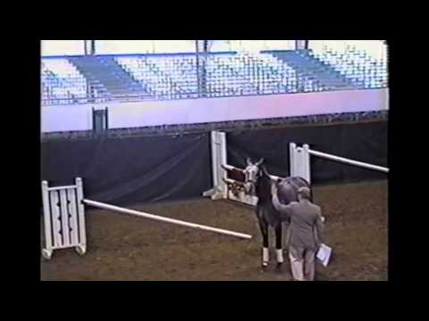 download lagu mp3 mp4 Stallion Testing, download lagu Stallion Testing gratis, unduh video klip Stallion Testing