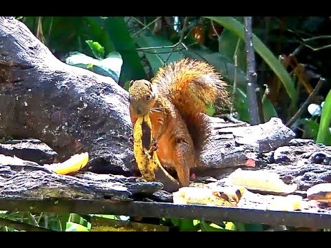 Speedy Gonzales is a Red Tailed Squirrel! Panama Fruit Feeder. 01 December 2018