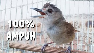 Download lagu Pancingan pelanduk semak paling ampuh, membuat pelanduk semak lain ikut bunyi mp3 Download lagu Pancingan pelanduk semak paling ampuh, membuat pelanduk semak lain ikut bunyi mp3