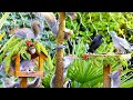 CAT TV 24 7 Birds Squirrels Visit The Christmas Birdtables ️ Video For Cats 4K HDR