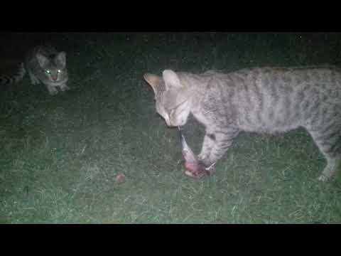 my cat is eating her little dead kitten