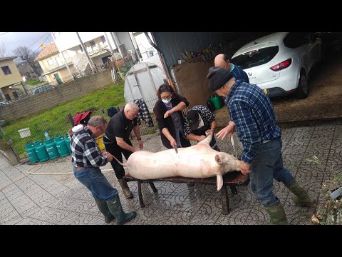 Matança do Porco Tradicional (Paradinha Nova) Portugal 2020.