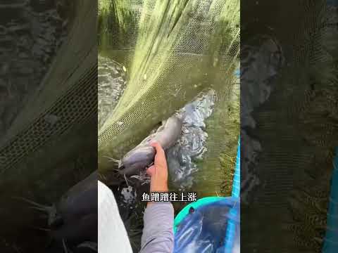 國外為什麼要把雞舍建在魚池上？循環養殖！#shorts | #紀錄片 #有趣  #creative