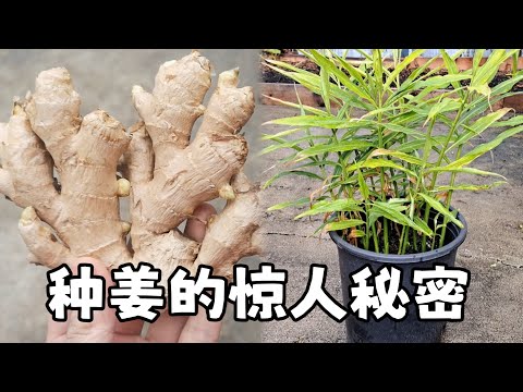 薑盆栽