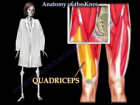 Anatomy Of The Knee  - Everything You Need To Know - Dr. Nabil Ebraheim